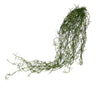 Tillandsia Hanging Bush at online8 furniture store Auckland