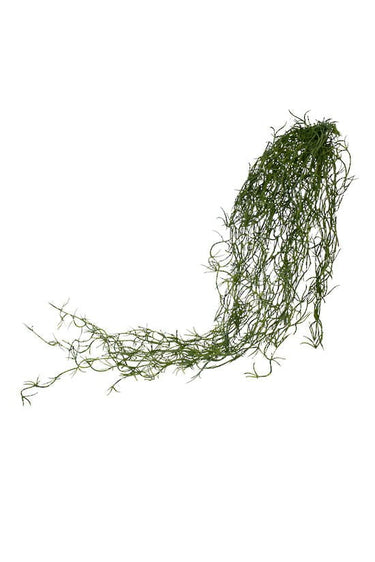 Tillandsia Hanging Bush at online8 furniture store Auckland