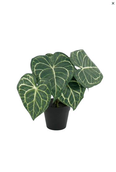 Turtle Alocasia Potted 24cm Faux Plant at online8 furniture store Auckland