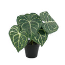 Turtle Alocasia Potted 24cm at online8 furniture store Auckland
