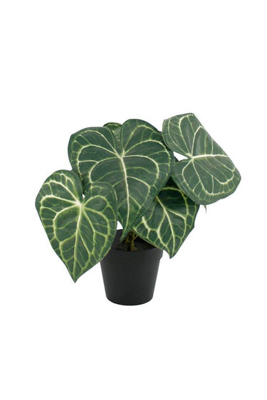 Turtle Alocasia Potted 24cm at online8 furniture store Auckland