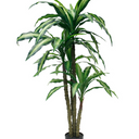 Variegated Dracaena Fragrans Potted - 1.2m Faux Plant at online8 furniture store Auckland