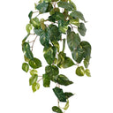 Variegated Pothos Hanging Bush at online8 furniture store Auckland