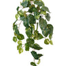 Variegated Pothos Hanging Bush at online8 furniture store Auckland