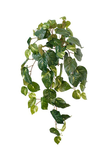 Variegated Pothos Hanging Bush at Online8 Furniture Auckland NZ
