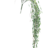 Weeping Bottlebrush Hanging Bush at online8 furniture store Auckland