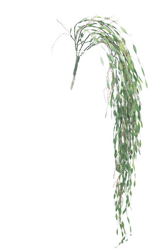 Weeping Bottlebrush Hanging Bush at online8 furniture store Auckland