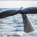 Whale Tail Print 113x83 cm at online8 furniture store Auckland