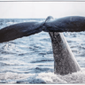 Whale Tail Print 113x83 cm at online8 furniture store Auckland