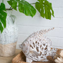 White Coral Look Angel Fish at online8 furniture store Auckland