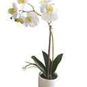 White Pot Phalaenopsis Orchid 33cm at online8 furniture store Auckland