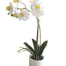 White Pot Phalaenopsis Orchid 33cm at online8 furniture store Auckland