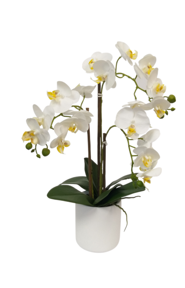 White Pot Phalaenopsis Orchid - 47cm at online8 furniture store Auckland
