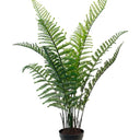 Woodwardia Bush Potted 84cm at online8 furniture store Auckland