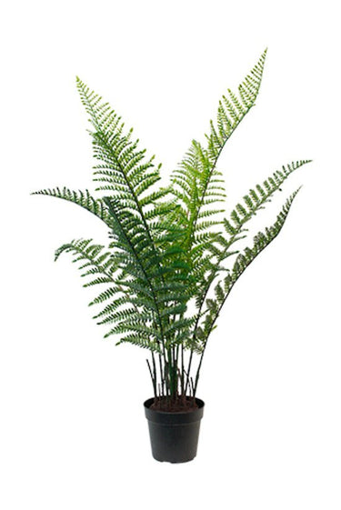 Woodwardia Bush Potted 84cm at online8 furniture store Auckland