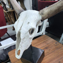 Decorative Resin Cow Skull at online8 furniture store Auckland