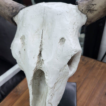 Decorative Resin Cow Skull at online8 furniture store Auckland