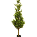 Potted Cedar Tree 1.5m at online8 furniture store Auckland