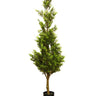 Potted Cedar Tree 1.5m at online8 furniture store Auckland