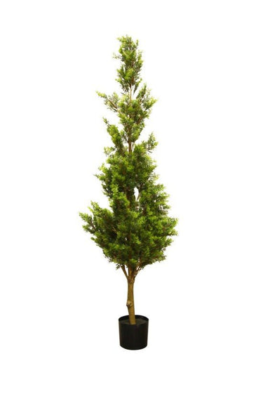 Potted Cedar Tree 1.5m at online8 furniture store Auckland