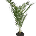 Potted Fern - Faux Plant at online8 furniture store Auckland