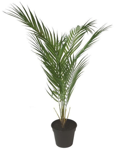 Potted Fern - Faux Plant at online8 furniture store Auckland