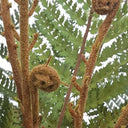 Potted Punga Fern 123cm | Artificial Plants | Indoor Plants at online8 furniture store Auckland