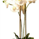 Real Touch Orchid 2 Spray - White With Caesarstone Pot at online8 furniture store Auckland