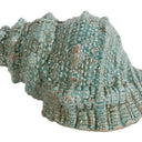 Seashell Accent at online8 furniture store Auckland