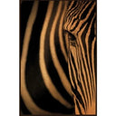 Zebra Framed Canvas Art - Sepia Stripes at online8 furniture store Auckland